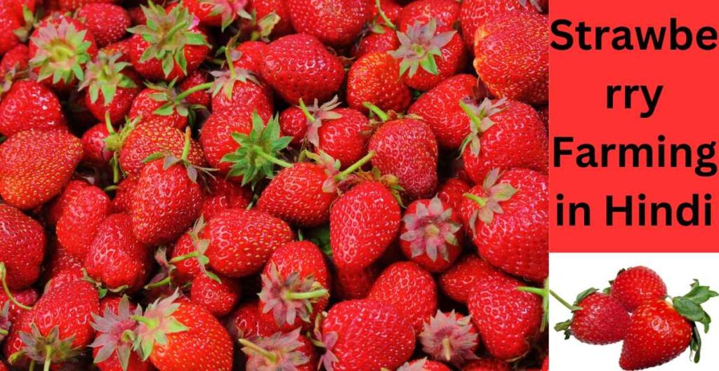 Strawberry Farming in Hindi 