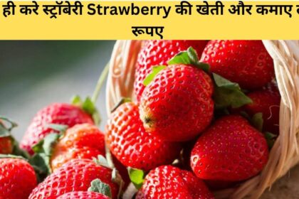 Strawberry Farming in Hindi