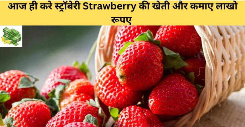 Strawberry Farming in Hindi