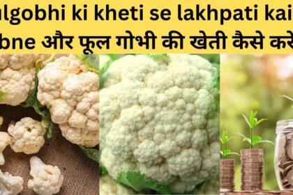 Fulgobhi ki kheti se lakhpati kaise bne