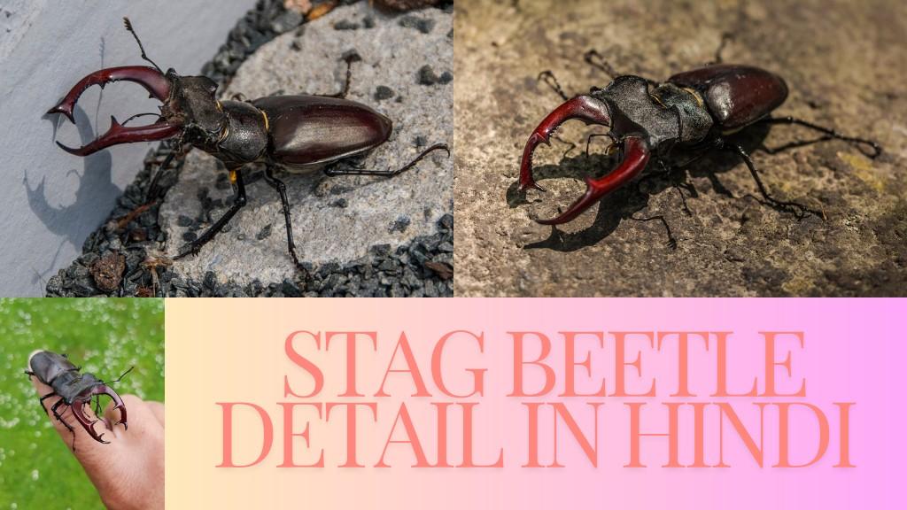  Stag Beetle Detail in Hindi