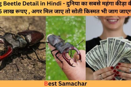 Stag Beetle Detail in Hindi