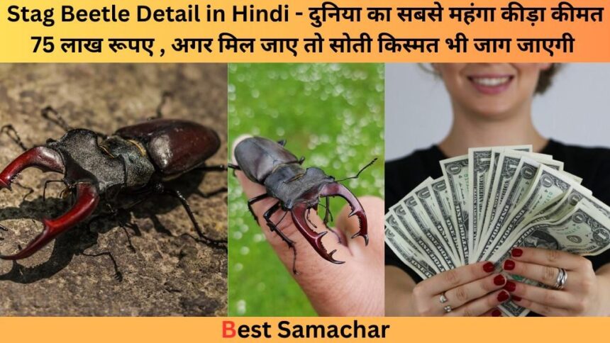 Stag Beetle Detail in Hindi