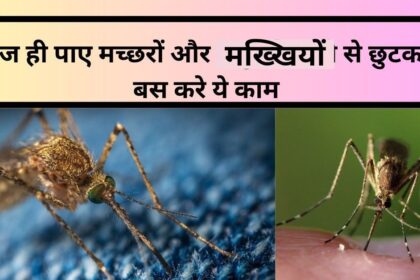 How to Get Rid of Mosquitoes and Fires in Potted Plants Naturally in Hindi