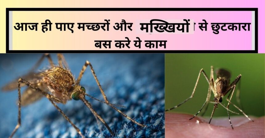 How to Get Rid of Mosquitoes and Fires in Potted Plants Naturally in Hindi