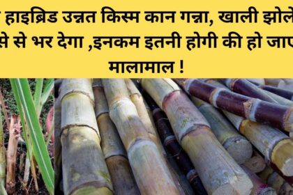 Sugarcane Farming in Hindi