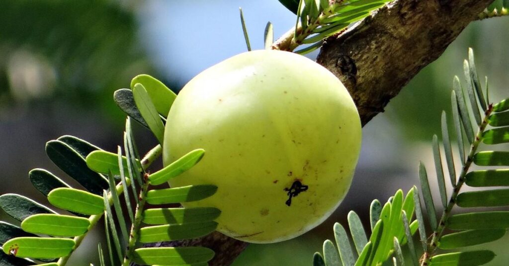 Amla Benefits in Hindi