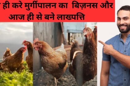 Poultry Farming Business Plan in India