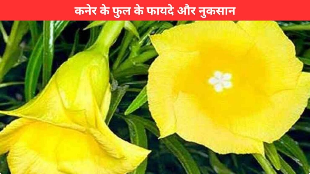 kaner ke phool ke fayde aur nuksan