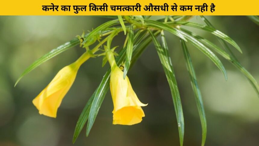 kaner ke phool ke fayde aur nuksan