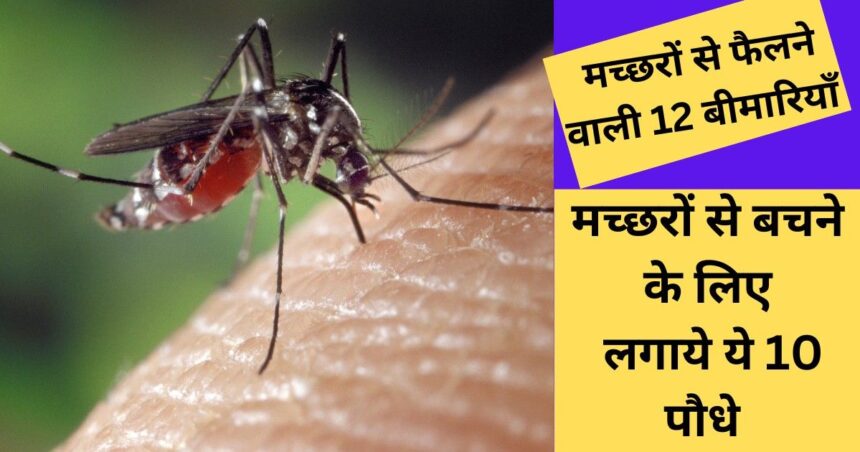 How to Get Rid of Mosquitoes in House